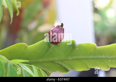 Fruit de cactus Epiphyllum ou orchid Banque D'Images