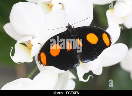 Nouveau monde homme Grecian Shoemaker Papillon (Catonephele numilia) vue dorsale sur fleur. alias Blue-gelées ou feu Catone Banque D'Images