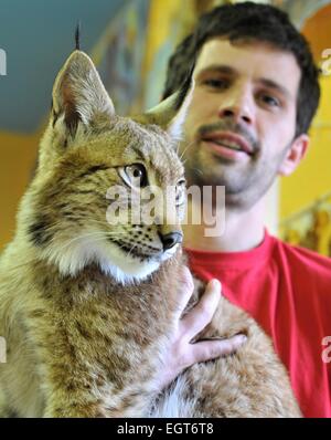 La région de Klatovy, République tchèque. 28 Février, 2015. Jiri zoologiste Marek détient 9 mois lynx boréal (Lynx lynx) en centre d'information du Parc National de Sumava, en Kasperske montagnes, région de Klatovy, République tchèque, le 28 février 2015. Il est adapté à l'homme et il ne peut pas retourner à la nature. Son nom est Blondyn et alternativement vit au parc du zoo Zajezd près de Kladno ou à Prague's flat. Photo : CTK/Alamy Live News Banque D'Images