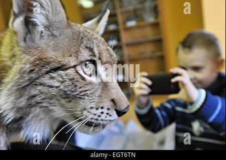 La région de Klatovy, République tchèque. 28 Février, 2015. Les visiteurs du centre d'information du Parc National de Sumava pouvait voir 9 mois lynx boréal (Lynx lynx), qui s'appelle Blondyn et alternativement vit au parc du zoo Zajezd près de Kladno ou dans le plat, en Kasperske montagnes, région de Klatovy, République tchèque, le 28 février 2015. Il est adapté à l'homme et il ne peut pas retourner à la nature. Photo : CTK/Alamy Live News Banque D'Images