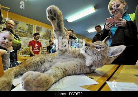 La région de Klatovy, République tchèque. 28 Février, 2015. Les visiteurs du centre d'information du Parc National de Sumava pouvait voir 9 mois lynx boréal (Lynx lynx), qui s'appelle Blondyn et alternativement vit au parc du zoo Zajezd près de Kladno ou dans le plat, en Kasperske montagnes, région de Klatovy, République tchèque, le 28 février 2015. Il est adapté à l'homme et il ne peut pas retourner à la nature. Photo : CTK/Alamy Live News Banque D'Images