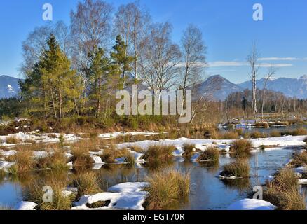 En hiver, de landes tourbières envasé avec Club commun-joncs ou roseaux (Schoenoplectus lacustris), pins (Pinus sylvestris) et Banque D'Images