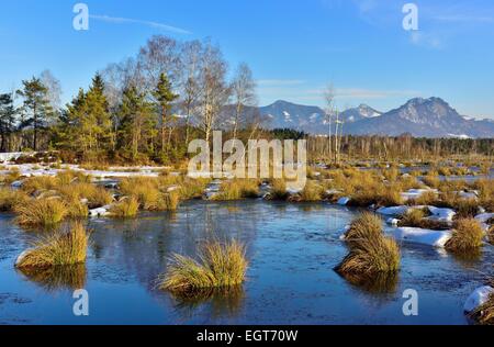 En hiver, de landes tourbières envasé avec Club commun-joncs ou roseaux (Schoenoplectus lacustris), pins (Pinus sylvestris) et Banque D'Images