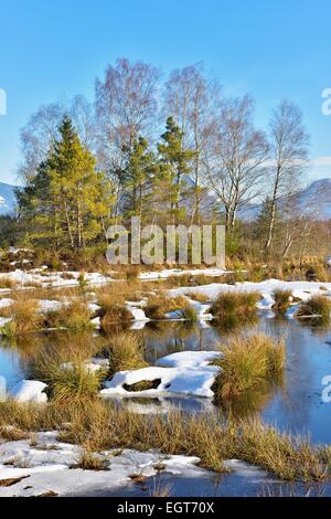 En hiver, de landes tourbières envasé avec Club commun-joncs ou roseaux (Schoenoplectus lacustris), pins (Pinus sylvestris) et Banque D'Images