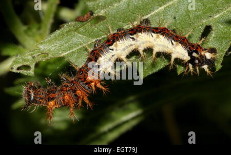 Caterpillar de l'Comma Butterfly (Polygonia c-album) posant sur une feuille tout en alimentant Banque D'Images