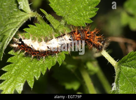 Caterpillar de l'Comma Butterfly (Polygonia c-album) posant sur une feuille tout en alimentant Banque D'Images