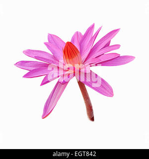 Lotus flower isolated on white Banque D'Images
