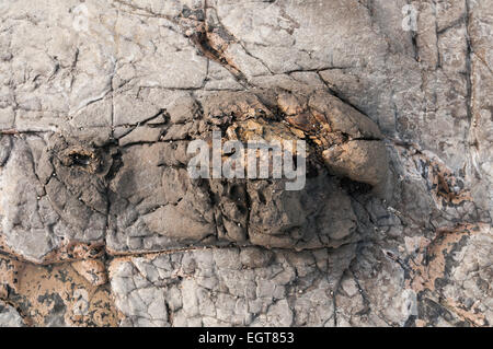 Les arbres d'âge jurassique fossilisés dans Curio Bay sur la côte Catlins, Southland, île du Sud, Nouvelle-Zélande. Banque D'Images