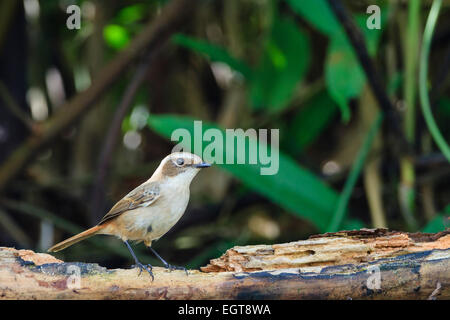 Gray (Saxicola ferreus Bushchat) femmes perchées sur tronc d'arbre. Doi Lang. Doi Pha Hom Pok Parc National. La Thaïlande. Banque D'Images