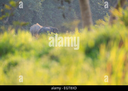 Éléphant d'Asie (Elephas maximus) sur l'habitat. Kui Buri Parc National. La Thaïlande. Banque D'Images