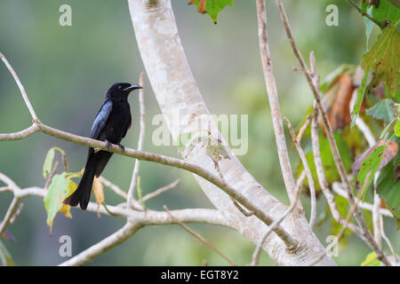 Sèche-Drongo malgache (Dicrurus hottentottus) perché sur branche. Kui Buri Parc National. La Thaïlande. Banque D'Images