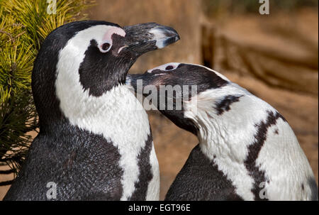 Paire de Pieds Noirs/pingouins africains (Spheniscus demersus) se lissant les uns les autres Banque D'Images