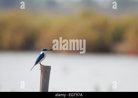 Kingfisher Todiramphus chloris (collier) perché sur le bambou post. Pak Thale. La Thaïlande. Banque D'Images