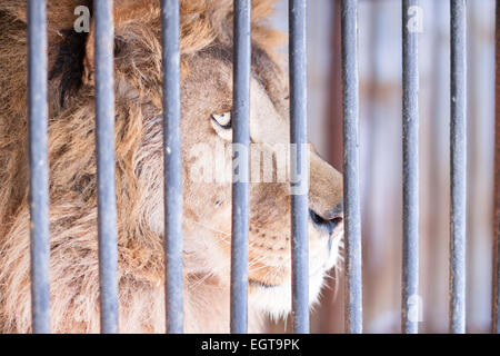 Sage d'œil de grand lion derrière les barreaux au zoo Banque D'Images