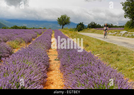 Champs de lavande dans la région traditionnelle 'Pays de Sault", dans les Pyrénées françaises, Juillet 2014 Banque D'Images