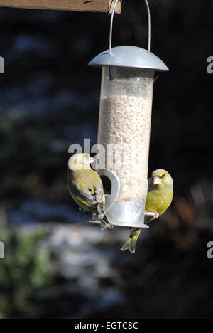 Deux Greenfinches, Carduelis chloris, sur un jardin mangeoire garnie avec des graines de tournesol. Banque D'Images