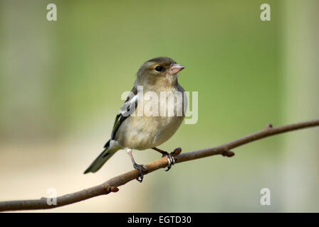 Chaffinch femelle, Fringilla coelebs, assis sur une branche hazel. Banque D'Images