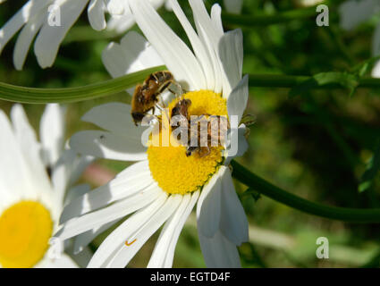 La faune Le jardin, UK. Bee s'échappe aux griffes d'une araignée prédatrice sur une marguerite blanche. Un autre flux d'abeilles insouciants derrière. Banque D'Images