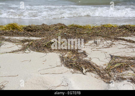 Plage de sable avec des algues, l'Ahus, Suède. Banque D'Images