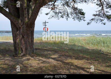 Arbre et bouée de sauvetage sur la plage à l'Ahus, Suède. Banque D'Images