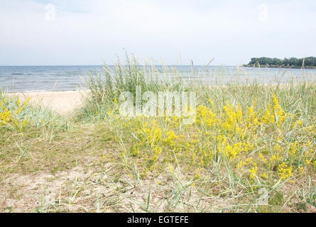 Plage de sable et de la végétation, fleurs jaunes par la mer Baltique à l'Ahus, Suède. Banque D'Images