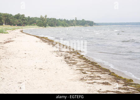 Plage de sable avec des algues, l'Ahus, Suède. Banque D'Images