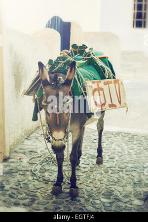 Âne dans les rues de l'île de Santorin, en Grèce. Banque D'Images