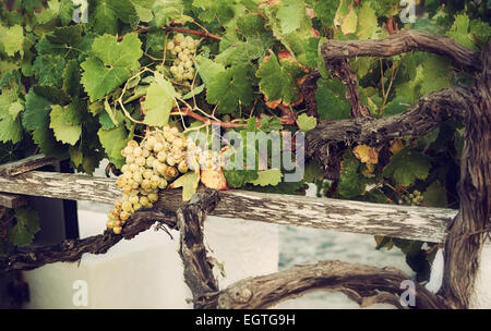 Bouquet de raisin blanc dans le vignoble dans le Musée du Vin de Thira, Santorin, Grèce. Banque D'Images