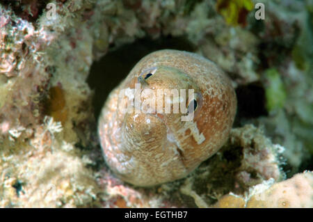 Prescription-fin, moray moray, bar-queue ou zonipectis murène Gymnothorax thyrsoideus (mer de Bohol, Philippines), en Asie du sud-est Banque D'Images