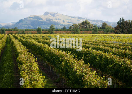 Winery, Mill Road, Haumoana, Hawkes Bay, île du Nord, en Nouvelle-Zélande. Banque D'Images