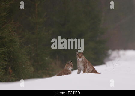 Sauvage et libre, couple de lynx insaisissable de l'Estonie, de l'Europe. Banque D'Images