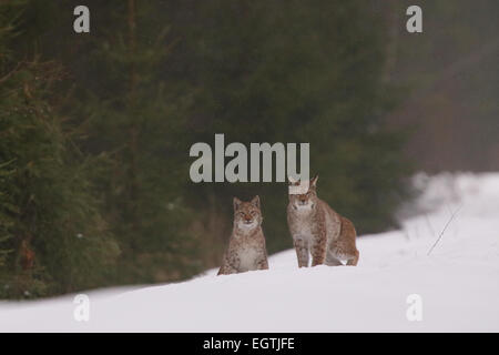 Sauvage et libre, couple de lynx insaisissable de l'Estonie, de l'Europe. Banque D'Images