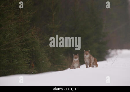 Sauvage et libre, couple de lynx insaisissable de l'Estonie, de l'Europe. Banque D'Images