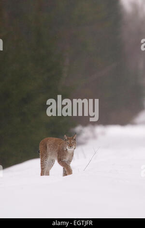 Sauvage et libre lynx (Felis lynx insaisissable), l'Estonie, de l'Europe. Banque D'Images