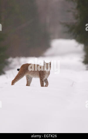 Sauvage et libre lynx (Felis lynx insaisissable), l'Estonie, de l'Europe. Banque D'Images