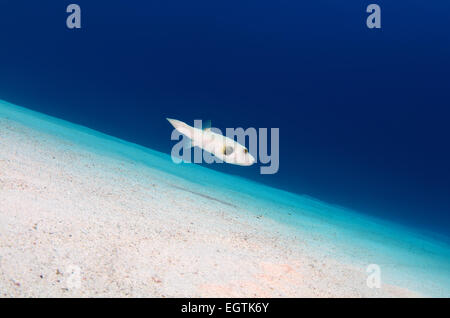 White-spotted puffer (Arothron hispidus) nage sur un fond sablonneux, Red Sea, Egypt, Africa Banque D'Images