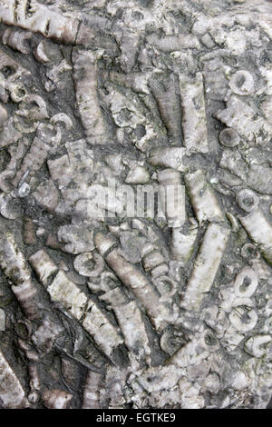 Tiges fossiles Crinoïdes dans une mer défense épi Rock à New Brighton, le Wirral, UK Banque D'Images