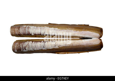 Razorshell Ensis arcuatus Banque D'Images