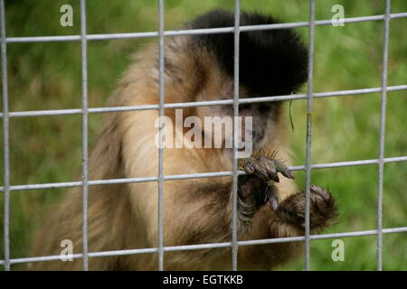 Sauvé un singe capucin à tête noire examine ses doigts au Sanctuaire de singes à Looe, Cornwall, Angleterre Banque D'Images