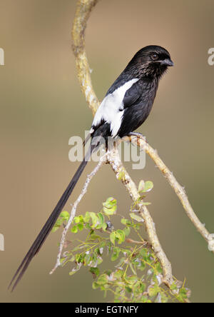 (Pie-grièches) Longtailed ( corvinella melanoleuca ) -le Parc National Kruger, Afrique du Sud Banque D'Images