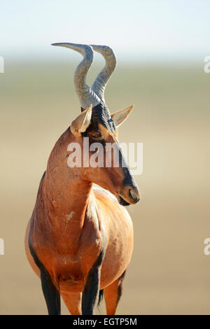 Bubales rouges (Alcelaphus caama) portrait - désert du Kalahari (Afrique du Sud) Banque D'Images