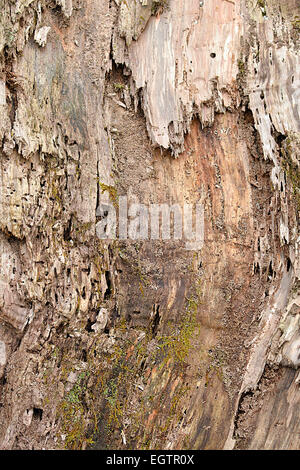 La texture du bois, de l'image d'un arbre en décomposition. Banque D'Images