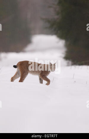 Sauvage et libre lynx (Felis lynx insaisissable), l'Estonie, de l'Europe. Banque D'Images