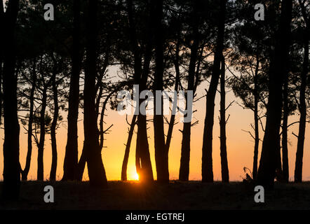 Coucher du soleil avec des pins sur la côte de France. Banque D'Images