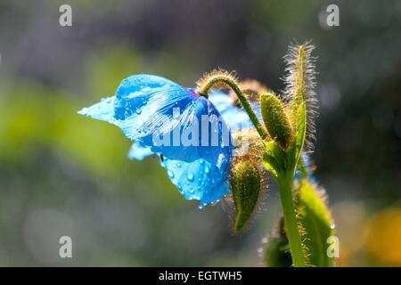 Une fleur après la pluie à Seldovia, AK Banque D'Images