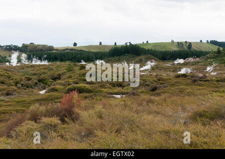 Cratères de la Lune, zone géothermique Taupo, Waikato, Nouvelle-Zélande, île du Nord. Banque D'Images