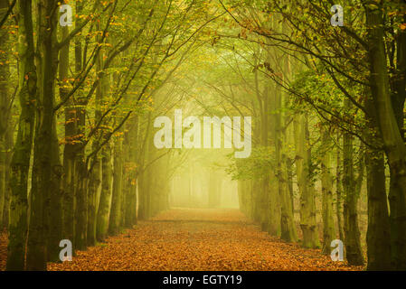 Hêtre vert des arbres le long d'un chemin forestier dans le brouillard créer un tunnel vers la lumière. Banque D'Images
