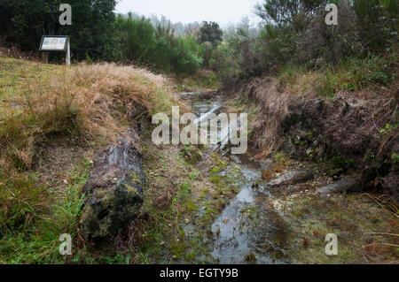 Arbres pétrifiés découverts dans le Parc Forestier de Pureora, Manawatu-Wanganui, île du Nord, en Nouvelle-Zélande. Banque D'Images