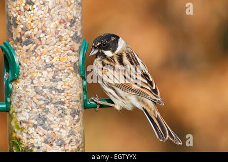 Roseau commun (Emberiza schoeniclus) mâle adulte à mangeoire en ville jardin, Norfolk, Angleterre Banque D'Images