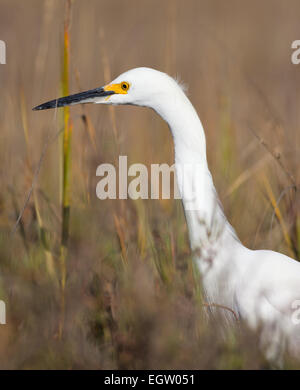 Snowy Egret (Egretta thula) hunting in wetlands Banque D'Images